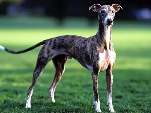 Exploring the Cons of Having a Whippet as a Pet