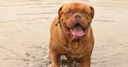What Health Problems Are Most Fatal for French Mastiffs