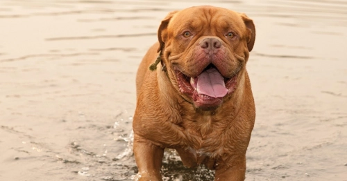 What Health Problems Are Most Fatal for French Mastiffs
