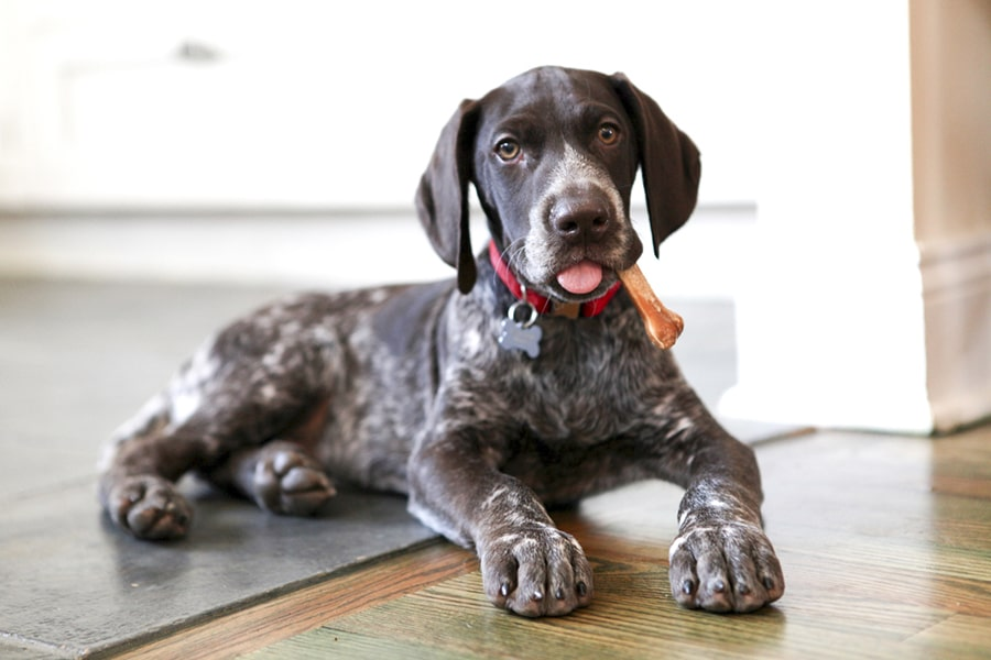 What You Need to Know About German Shorthaired Pointer Health - ronzeil.com