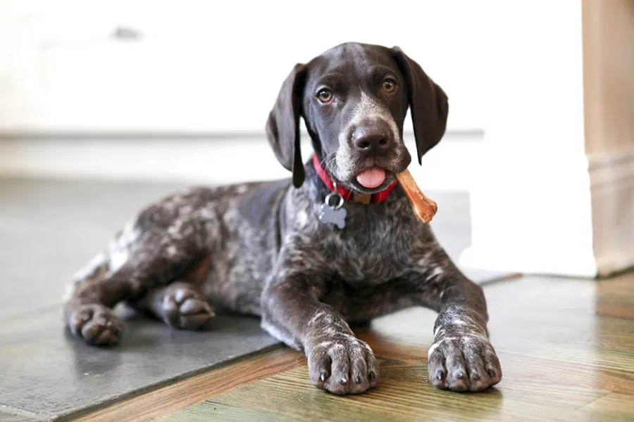 What You Need to Know About German Shorthaired Pointer Health