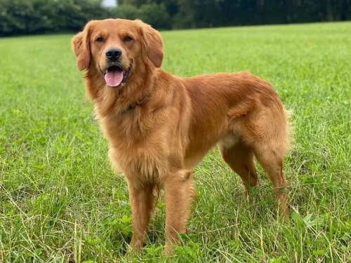 How to Easily Care for Your Golden Retriever