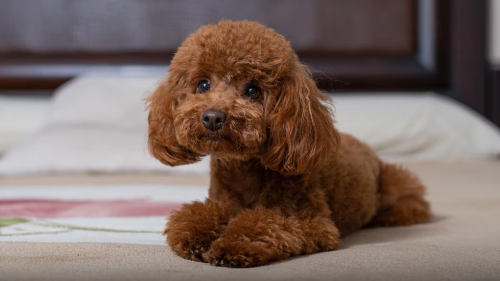 What Are The Bhavior Issues With Poodles?