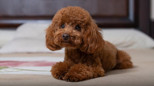 What Are The Bhavior Issues With Poodles?
