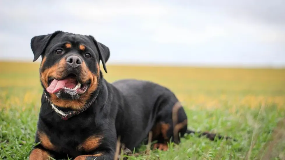 Analysis of Potential Weaknesses of Rottweilers
