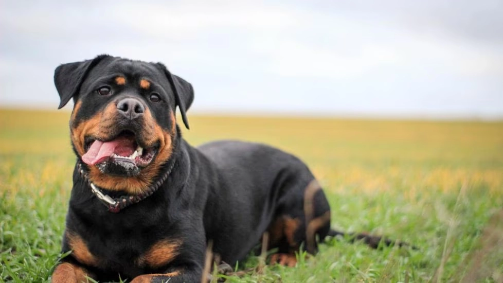 Analysis of Potential Weaknesses of Rottweilers