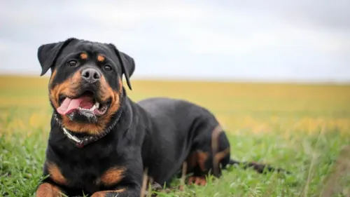 Analysis of Potential Weaknesses of Rottweilers