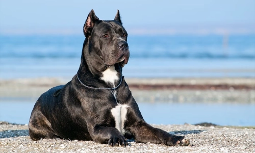 Is A Cane Corso A High Energy Dog?