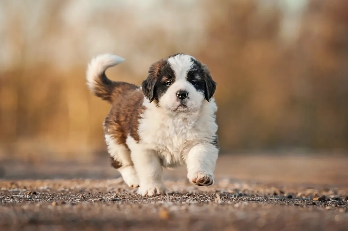 Gentle Exercises to Calm Your Saint Bernard at Home