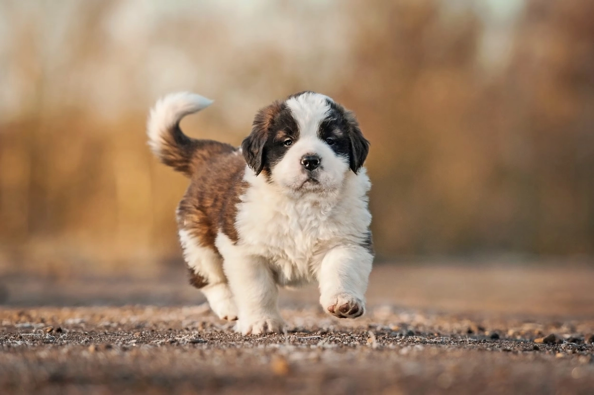 Gentle Exercises to Calm Your Saint Bernard at Home