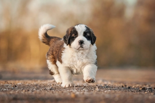 Gentle Exercises to Calm Your Saint Bernard at Home
