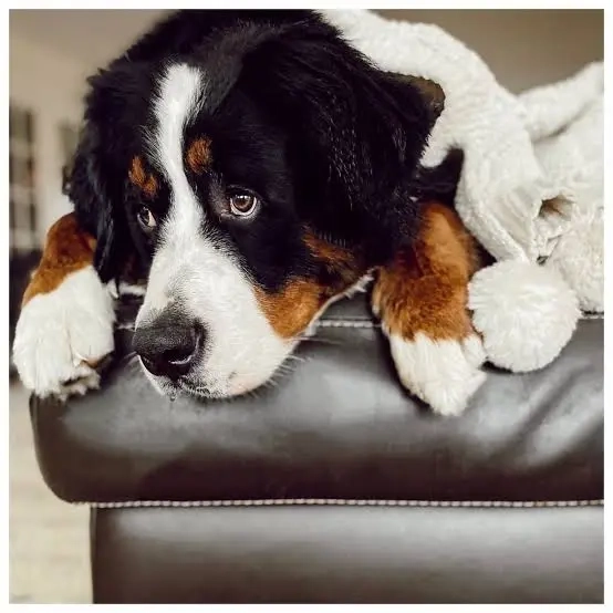 What to Know About the Downsides of Bernese Mountain Dogs