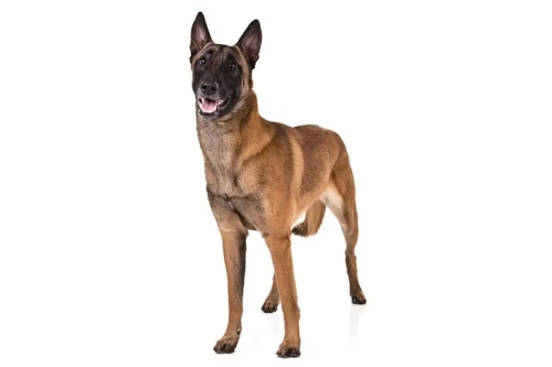 What are the common behavioral patterns of Belgian Malinois