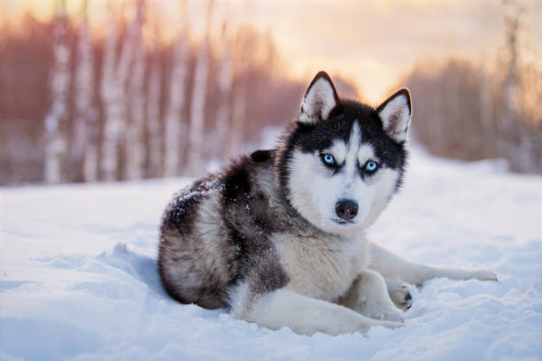 Managing the Energy Levels of Your Siberian Husky