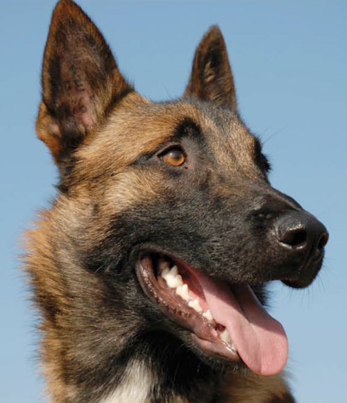 What You Need to Know About Belgian Malinois Health Problems