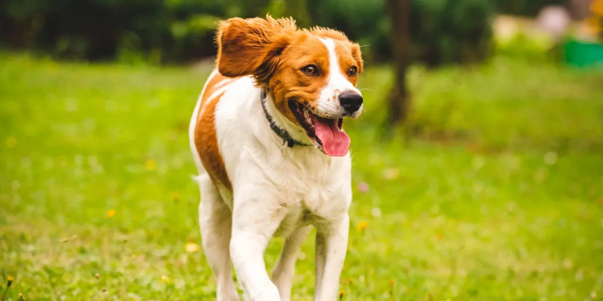 Fun Ways to Exercise Your Brittany Spaniel