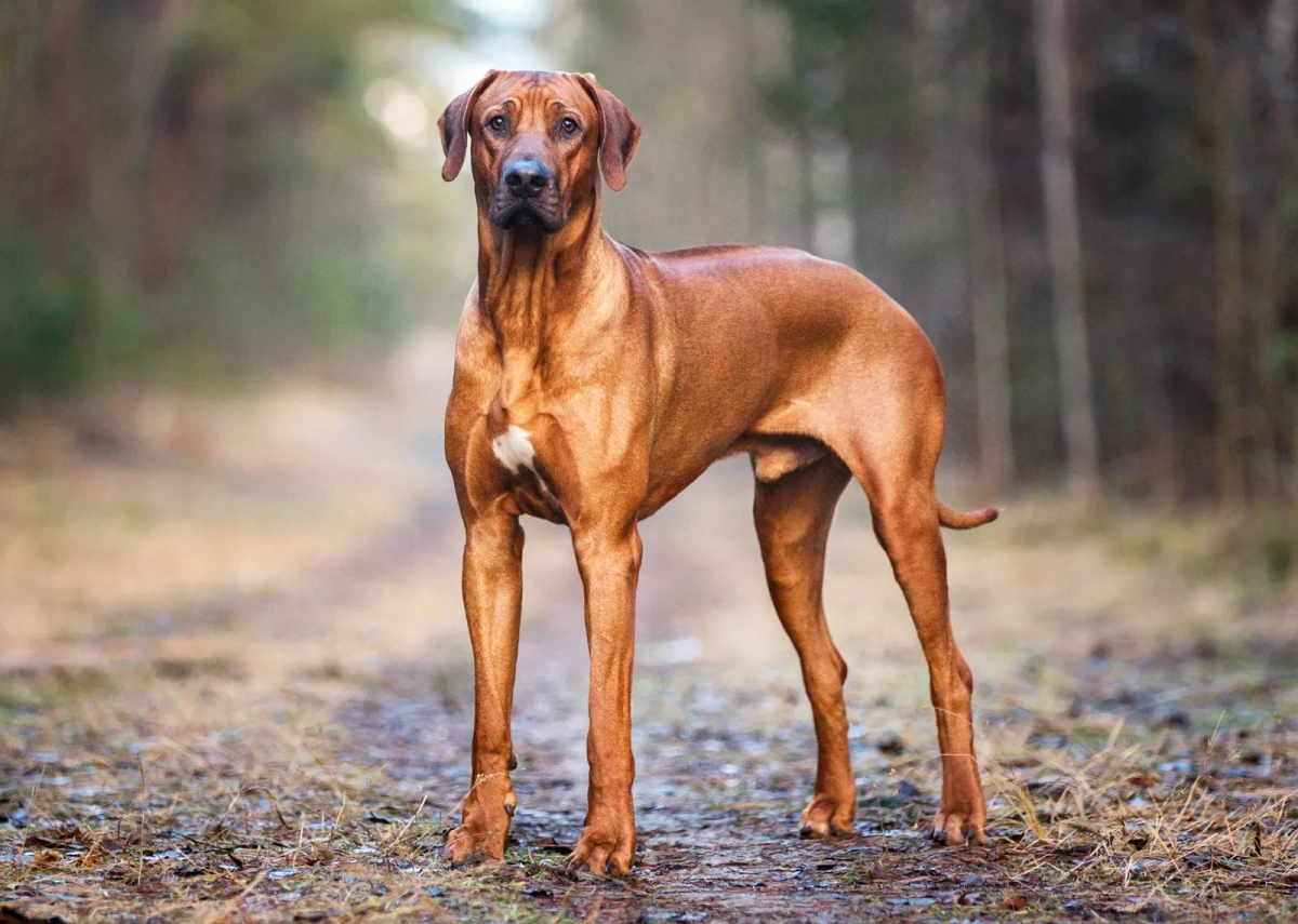 Understanding the Exercise Needs of Rhodesian Ridgebacks