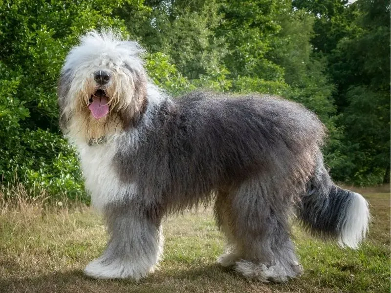 How Much Exercise Does Your Old English Sheepdog Really Need
