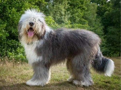 How Much Exercise Does Your Old English Sheepdog Really Need