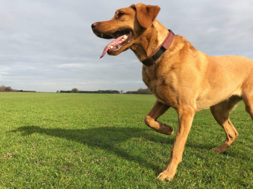 Glucosamine Chondroitin Guards Your Dog’s Hip, Joint & Mobility