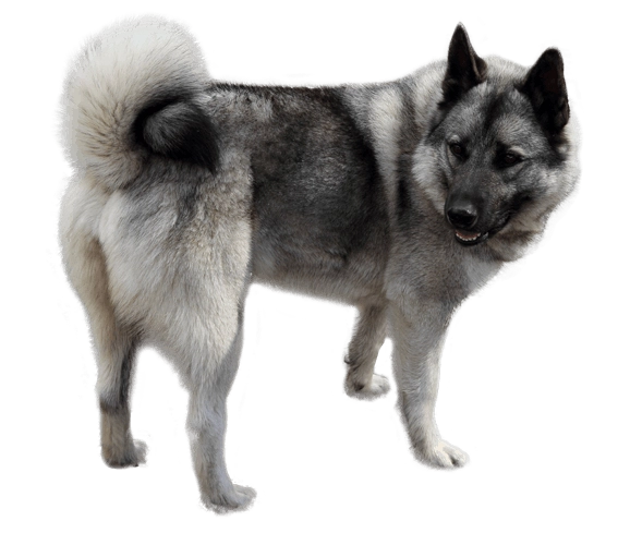 Exploring the Playful Nature of Norwegian Elkhounds