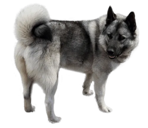 Exploring the Playful Nature of Norwegian Elkhounds