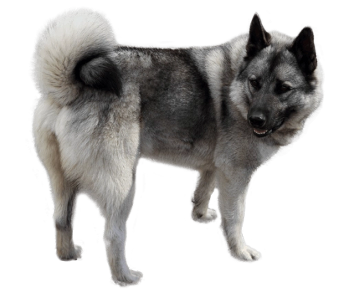 Exploring the Playful Nature of Norwegian Elkhounds