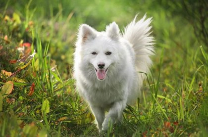 Understanding Common Health Problems in Keeshonds