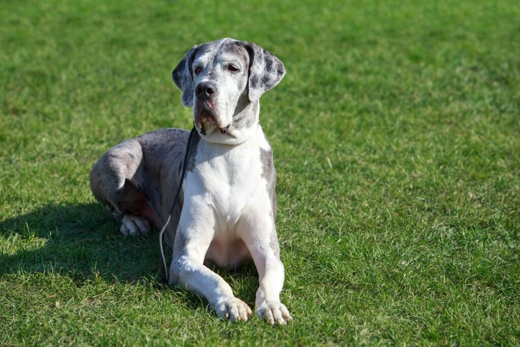 Understanding the Downsides of Great Danes as Pets