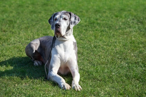 Understanding the Downsides of Great Danes as Pets