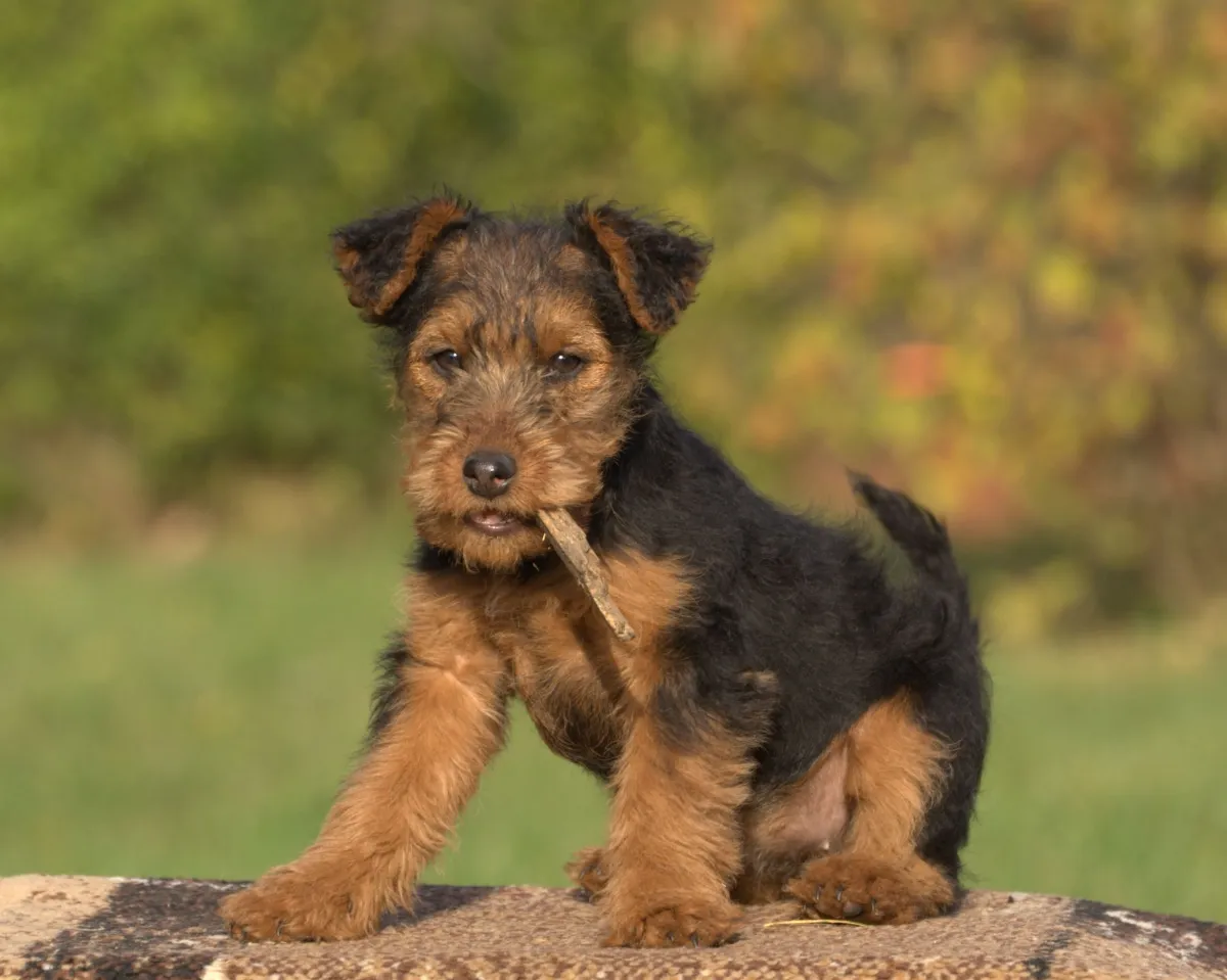 Uncovering the Welsh Terrier's Exercise Needs