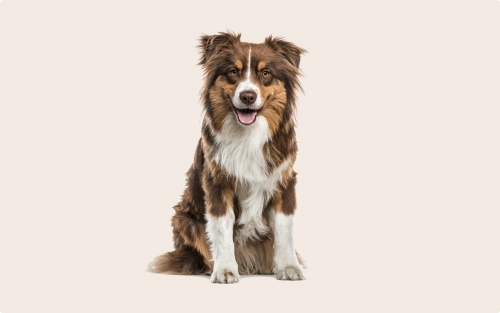 What Is The Energy Level Of An Australian Shepherd?