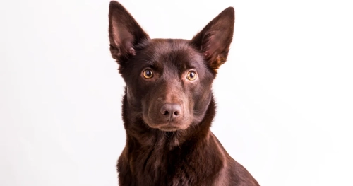 What Is The Personality Of A Kelpie?