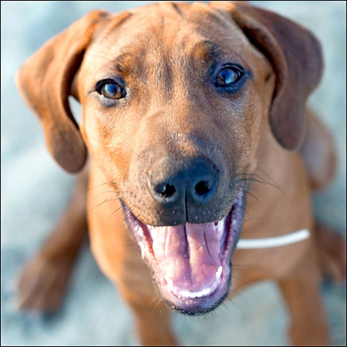 Are Rhodesian Ridgebacks High Maintenance?