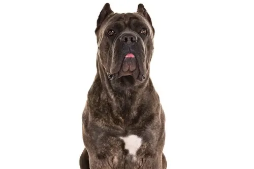 Are Cane Corso High Maintenance Dogs?