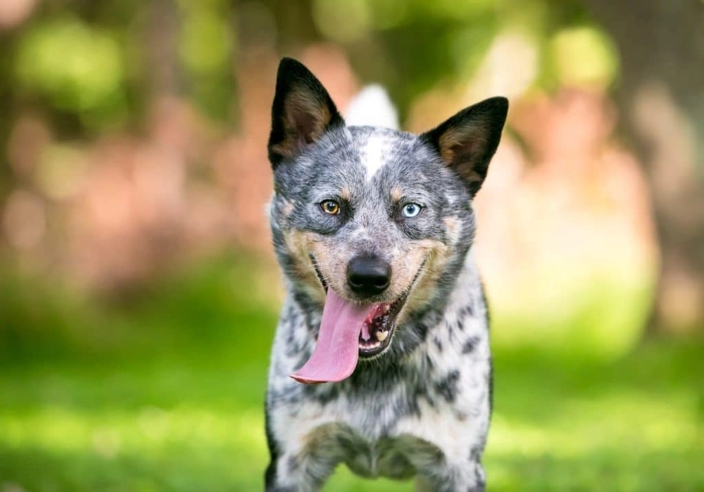 Are Australian Cattle Dogs high in energy?