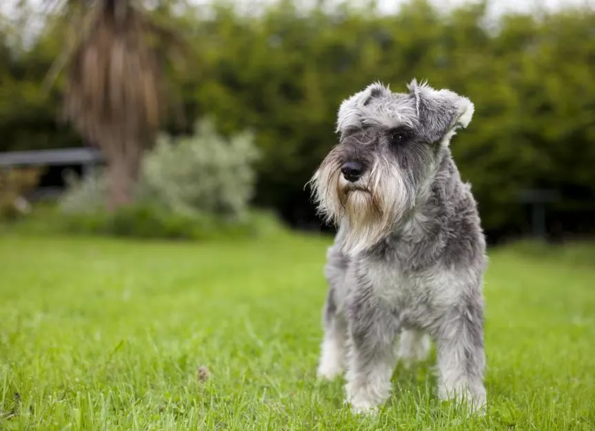Are Schnauzers Hard To Take Care Of?