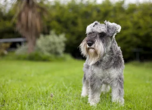 Are Schnauzers Hard To Take Care Of?