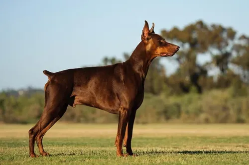 What Is The Personality Of A Doberman?