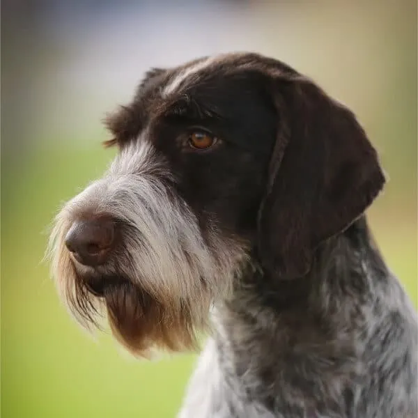What is the Energy Level of German Wirehaired Pointers?