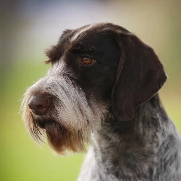 What is the Energy Level of German Wirehaired Pointers?