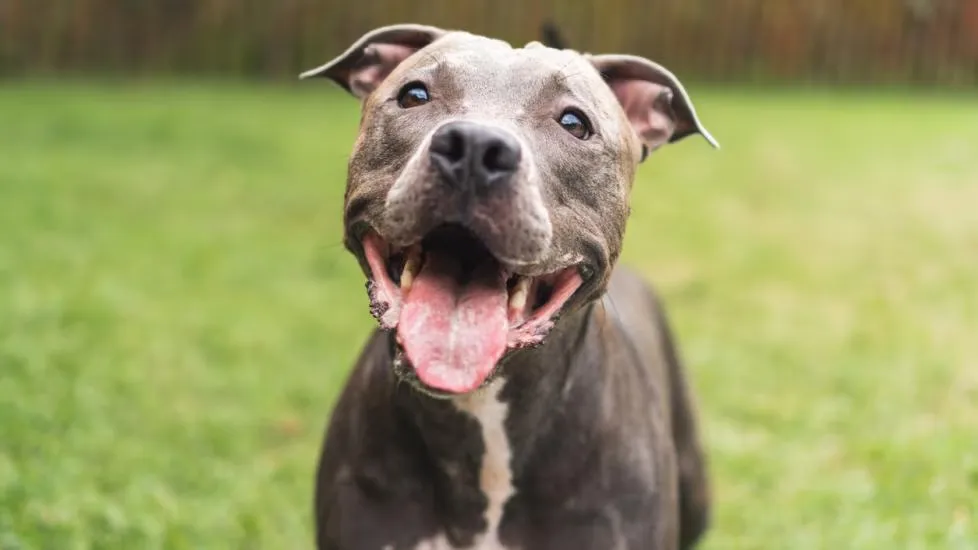 A Lifetime of Care: Ensuring Your Pit Bull Thrives at Every Age
