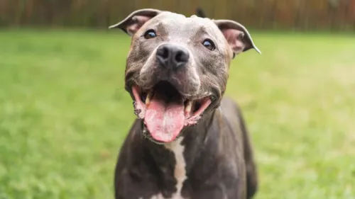 A Lifetime of Care: Ensuring Your Pit Bull Thrives at Every Age