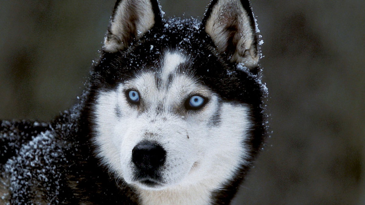 Through Every Stage of Life: Nurturing Your Husky's Vitality and Well-Being