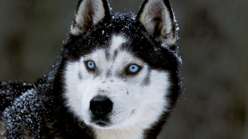 Through Every Stage of Life: Nurturing Your Husky's Vitality and Well-Being