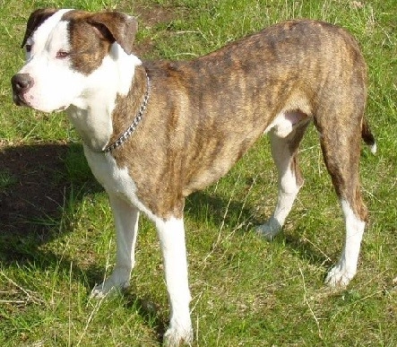 Pit Bull Health and Care An In-Depth Analysis