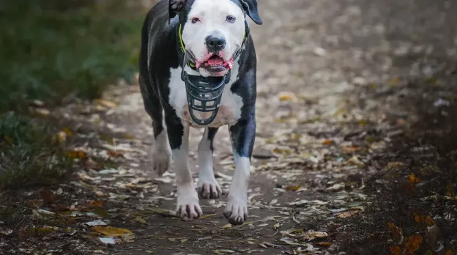 The Dog Treadmill Advantage: Boosting Your Pit Bull's Body and Mind