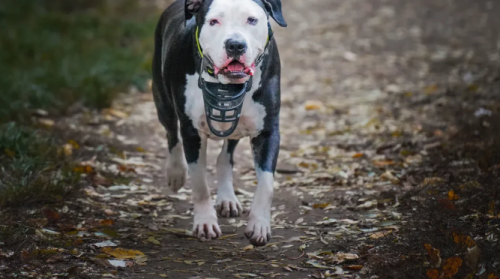 The Dog Treadmill Advantage: Boosting Your Pit Bull's Body and Mind