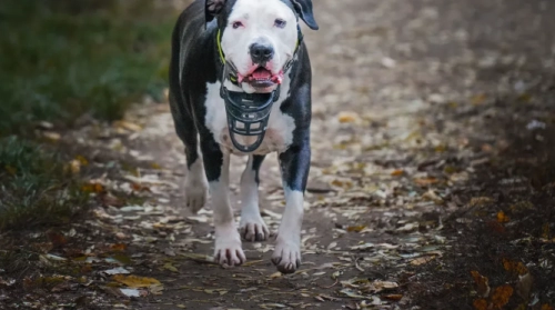 The Dog Treadmill Advantage: Boosting Your Pit Bull's Body and Mind