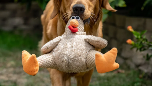 Beat Pit Bull Anxiety With Spring Pole Dog Toys For Tug Of War